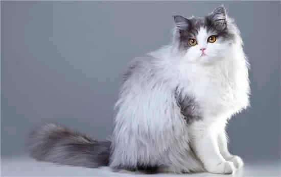 My kitten isn't eating and seems listless. What's wrong? Did you do these steps correctly?