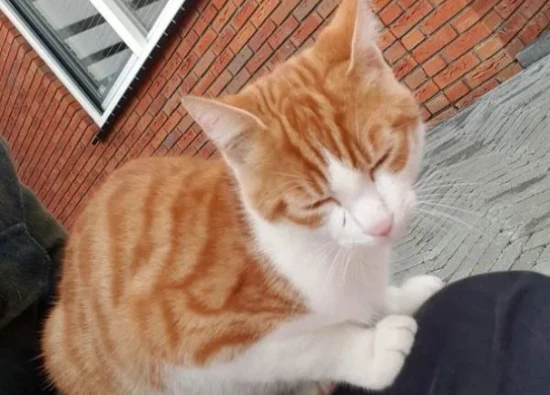 猫咪知道自己被遗弃了吗？