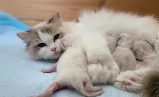 The difference between pregnancy and obesity in cats