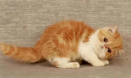 When should Garfield be dewormed?