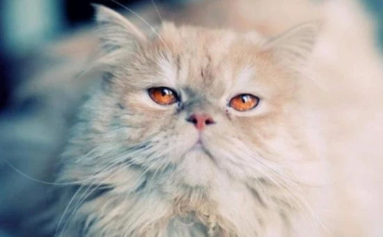 Why is my cat so itchy? What are some solutions?