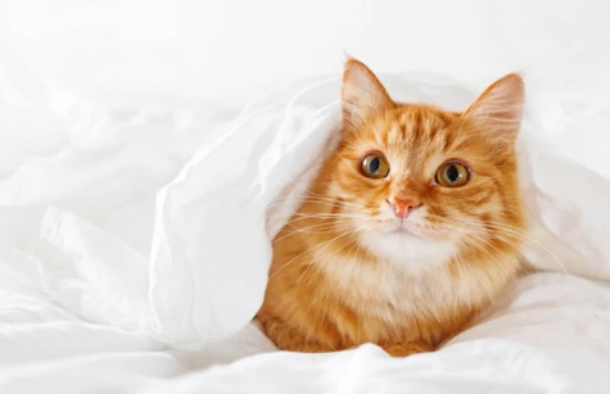 What kind of food is best for kittens?