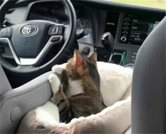 How to deal with a cat's urination and defecation when driving with a cat?