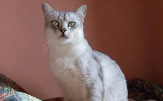 What's the best food for an American Wirehair cat?