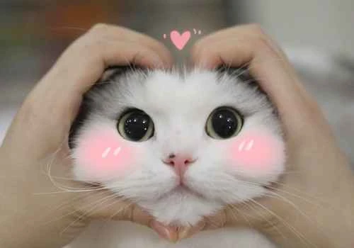 What does it mean when a cat's eyes become round?