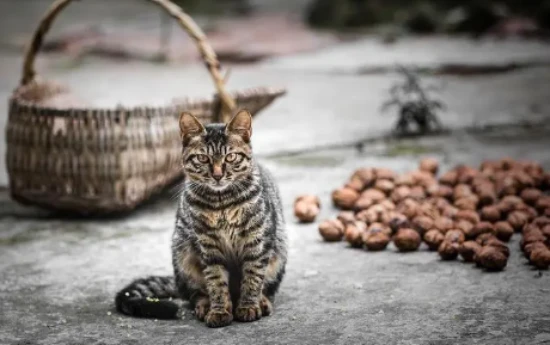 Can cats eat walnuts?
