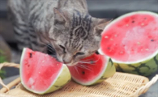 Can cats eat watermelon?