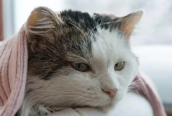 Do cats experience morning sickness?