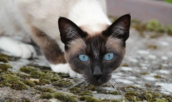 Will cats get the plague from catching mice?