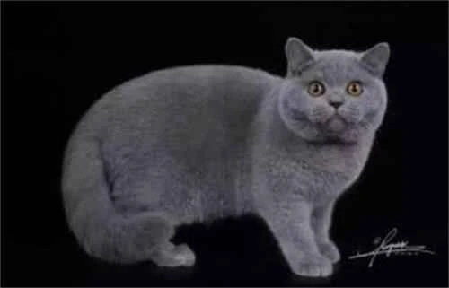 What should I do if my female cat has lumps in her breasts?