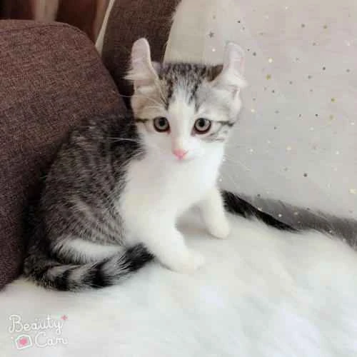 Why is the kitten trembling?