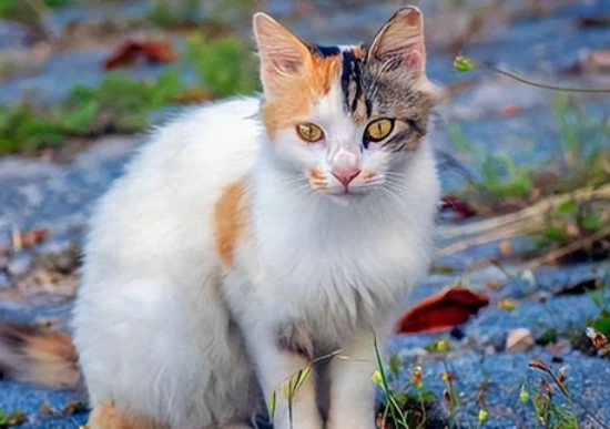 Symptoms of constipation in cats: What are the symptoms of constipation in cats?