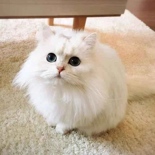 Why do cats smell bad?