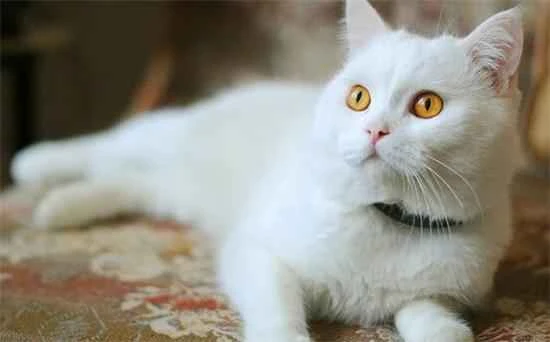 My cat is shedding a lot. How can I improve the hair problem?