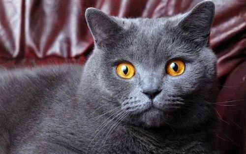 Cats may experience problems a few hours after eating crab.