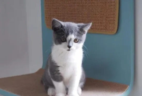 The cat purrs when it breathes.