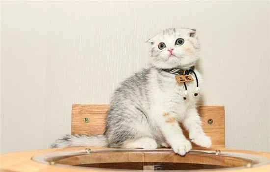 What could be the reason my cat suddenly starts meowing a lot?