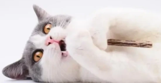 Is feline panleukopenia testing accurate at veterinary hospitals?