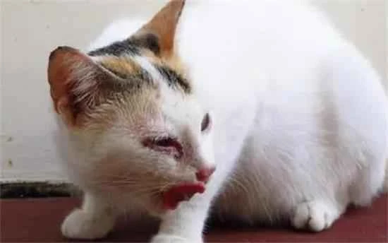 What happens if a cat eats cockroach bait?