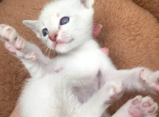 Which foods should be fed to cats with caution?