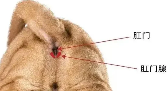 There was no blood in the cat's feces, but there was blood in its anus.