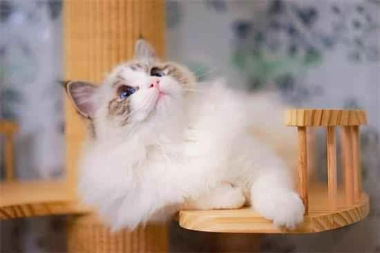 Have you clearly explained why cats knead?