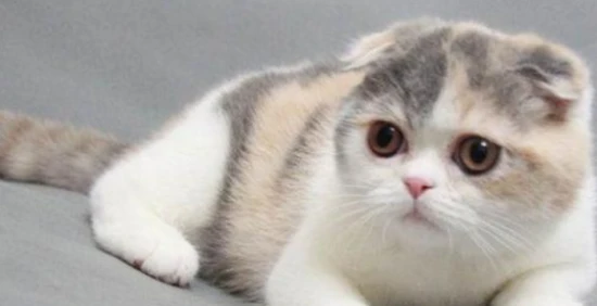 Why do cats get black chins? And why do cats get pimples and blackheads?