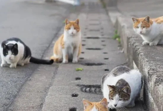 How do you know when a cat recognizes its owner?
