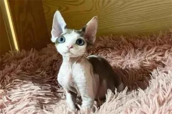 What are the advantages and disadvantages of Devon Rex cats?