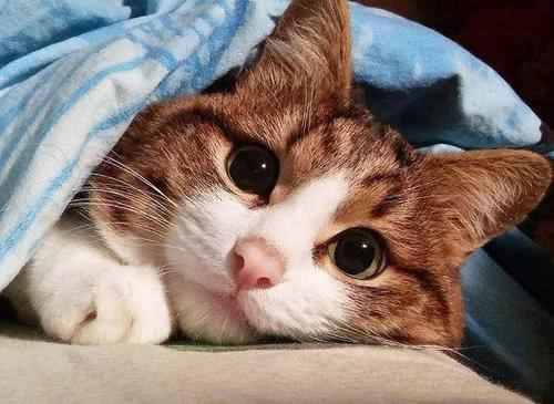 Do cats need their teeth brushed?