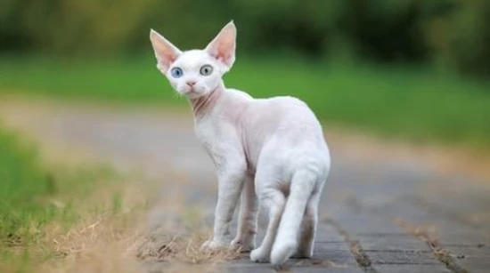 If a cat that has never been outside gets lost, shouldn't we hurry up and find it?