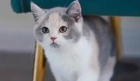 How long after a cat licks paint will it become poisoned?