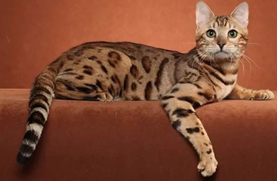 How can I help my cat overcome anxiety and loneliness?