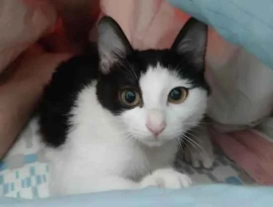 Can pet cats eat grapes? Will they die from eating grapes?