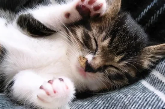 How many grams of cat food should a cat eat per day?