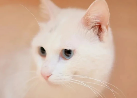 The cat doesn't like to eat