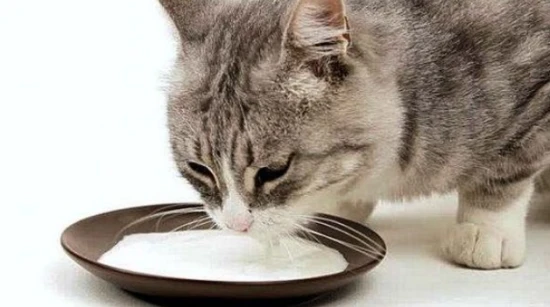 Can cats drink whole milk?