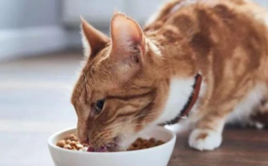 What causes a cat to lose weight?