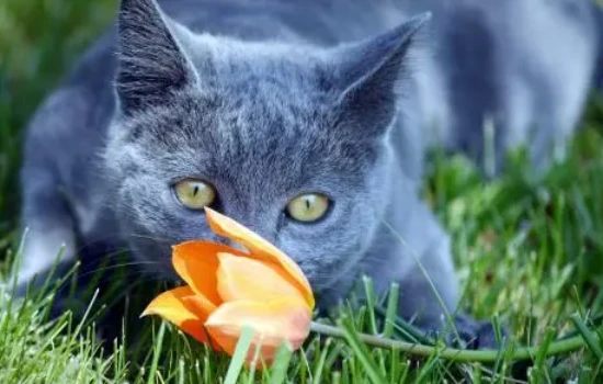 Can cats smell tulips?