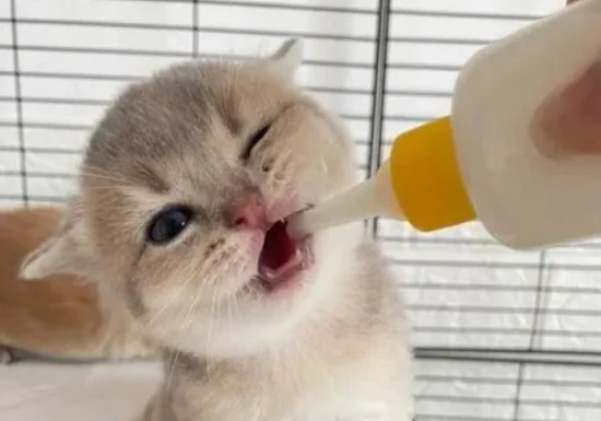 What happens when a cat drinks milk?
