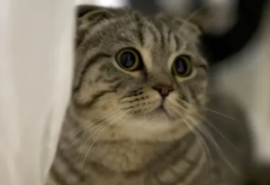 7 Signs of Depression in Cats