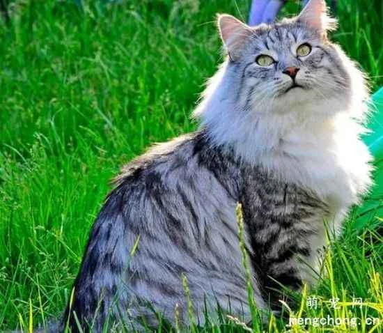 Is secondhand smoke harmful to pet cats?