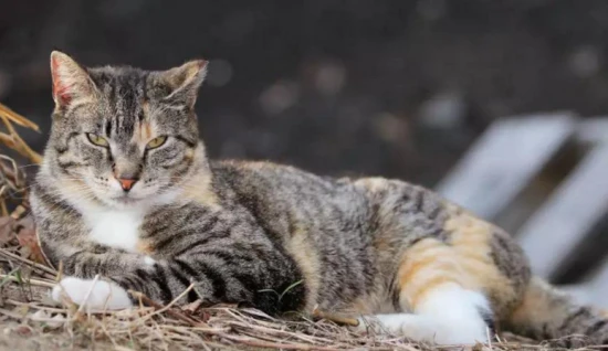 Kalanchoe can be kept with cats.