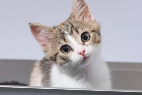 Is your cat impossible to tame? Are you doing these five things right?