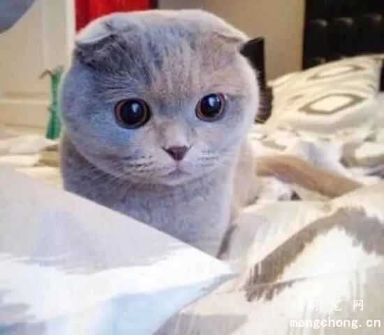 What aspects should you pay attention to when feeding a Scottish Fold cat?