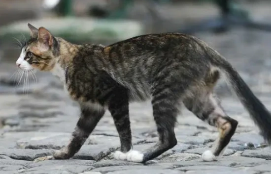 Are long-tailed cats good?