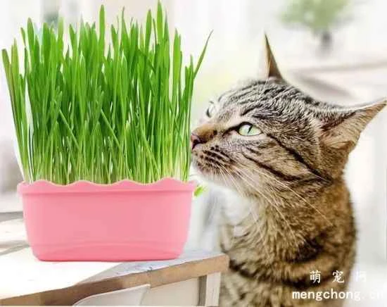 How to grow cat grass? Simple methods for growing cat grass