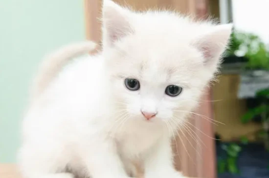 How to hand-feed a 20-day-old kitten