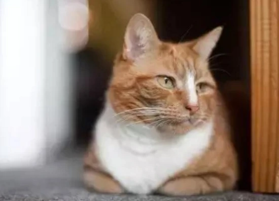 Is it true that owning a cat brings bad luck?