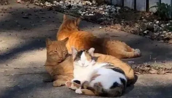 The difference between backyard cats and regular cats